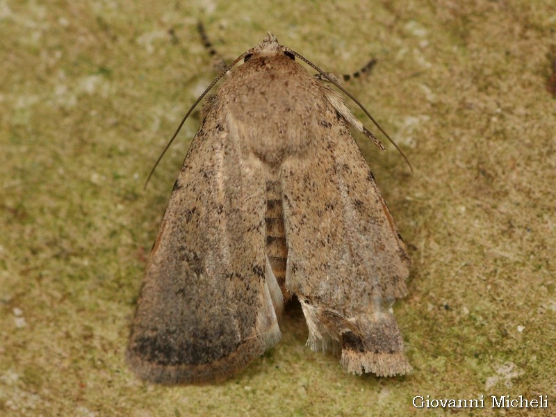 Caradrina clavipalpes?